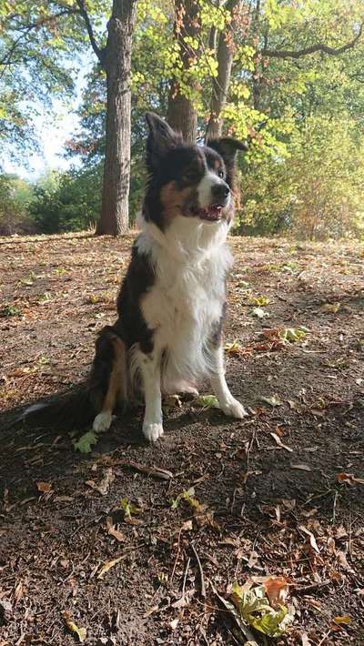 Zwickender Hütehund-Beitrag-Bild