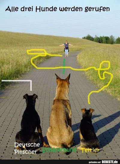 Hunde Memes-Beitrag-Bild