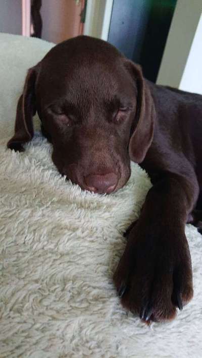 Dein Hund im Dogorama-Kalender 2021-Beitrag-Bild