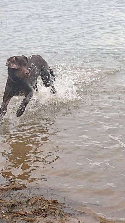 Foto's und Hundemodels-Beitrag-Bild