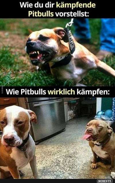 Hunde Memes-Beitrag-Bild