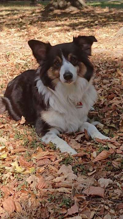 Dein Hund im Dogorama-Kalender 2021-Beitrag-Bild