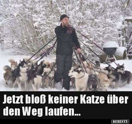 Hunde Memes-Beitrag-Bild