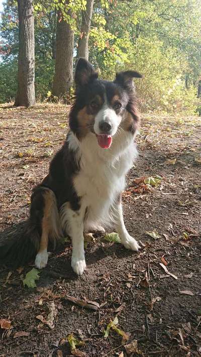 Foto's und Hundemodels-Beitrag-Bild