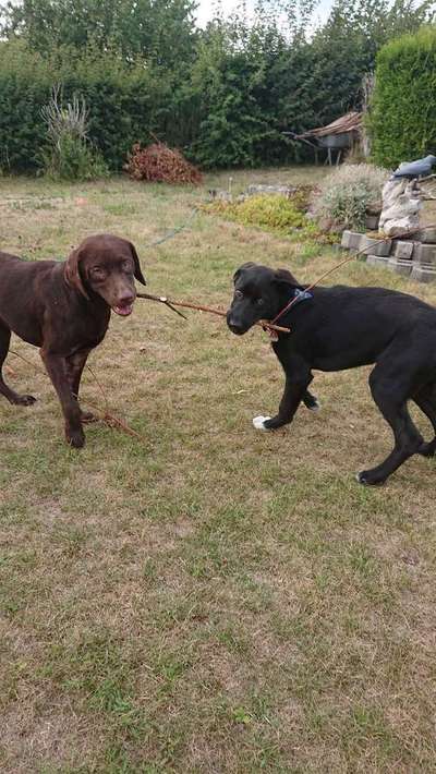 Bester Freund, Hundekumpel - zeigt her!-Beitrag-Bild