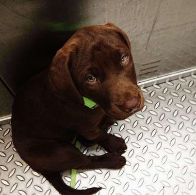 Welpen Bilder !-Beitrag-Bild