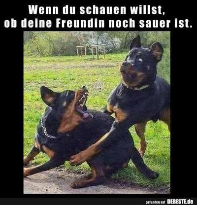 Hunde Memes-Beitrag-Bild
