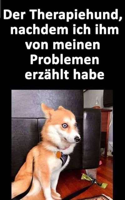 Hunde Memes-Beitrag-Bild