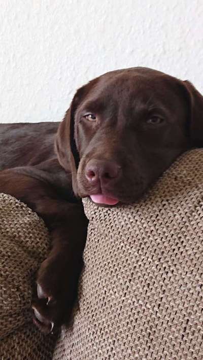 Foto's und Hundemodels-Beitrag-Bild