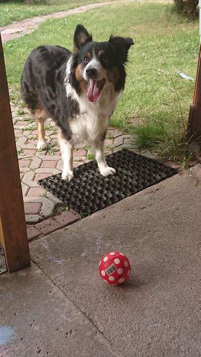 Aussies-Beitrag-Bild