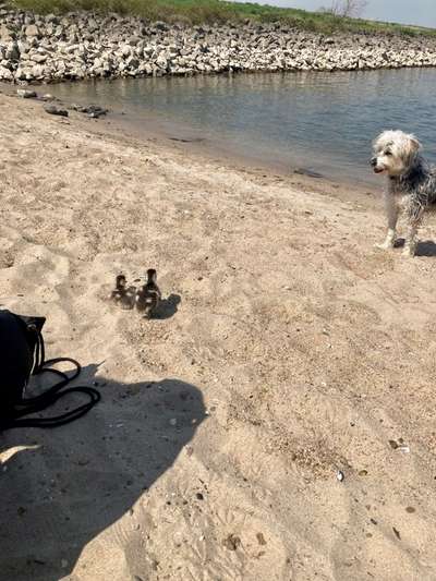 Bilder Hund und andere Tiere-Beitrag-Bild