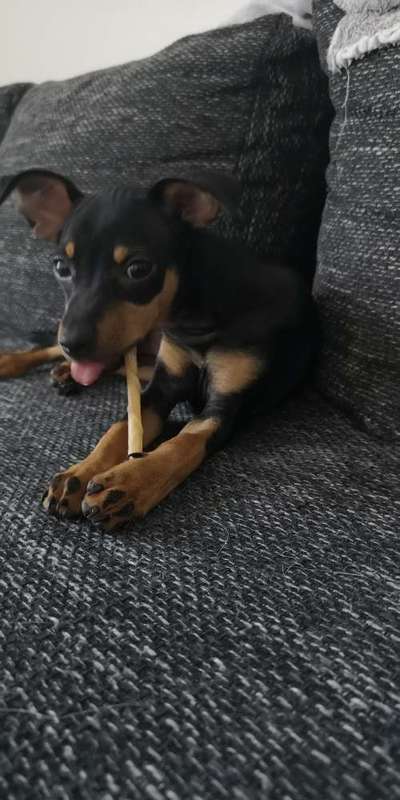 Dogorama Photo Challenge - lustigste Grimasse-Beitrag-Bild