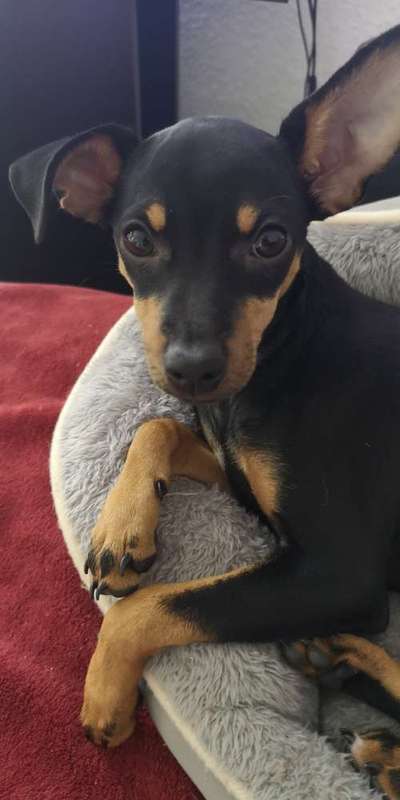 Wie heißt dein Hund?-Beitrag-Bild