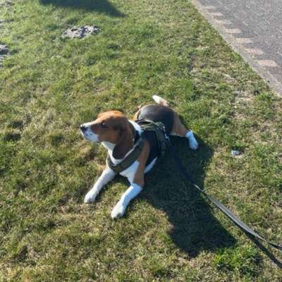 Hundetreffen-Gassirunden-Bild