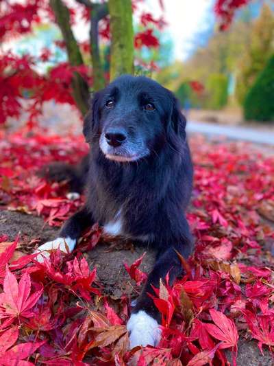 Herbst🍁-Beitrag-Bild