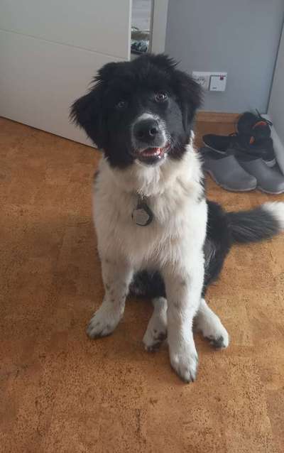 Australian Shepherd Mix-Beitrag-Bild