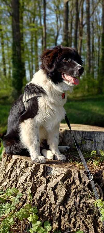 Kleiner Münsterländer!-Beitrag-Bild