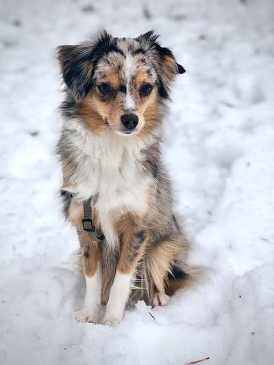 Schnee Foto-Beitrag-Bild