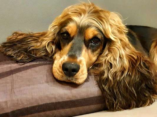 Dogorama Photo Challenge - Hundeblick zum hinschmelzen-Beitrag-Bild