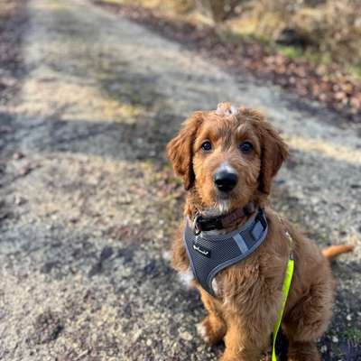 Hundetreffen-Welpentreff rund um Schlierbach & Hochdorf-Bild