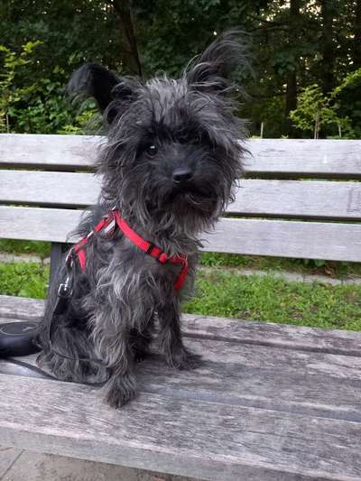 Mischlinge raten - Rätselspaß-Beitrag-Bild