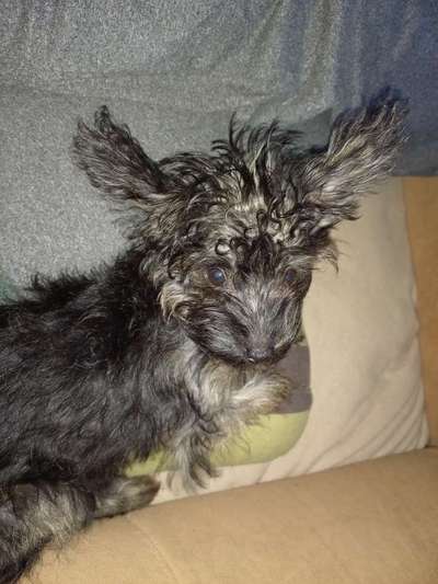 Das erste Bild eures Hundes-Beitrag-Bild