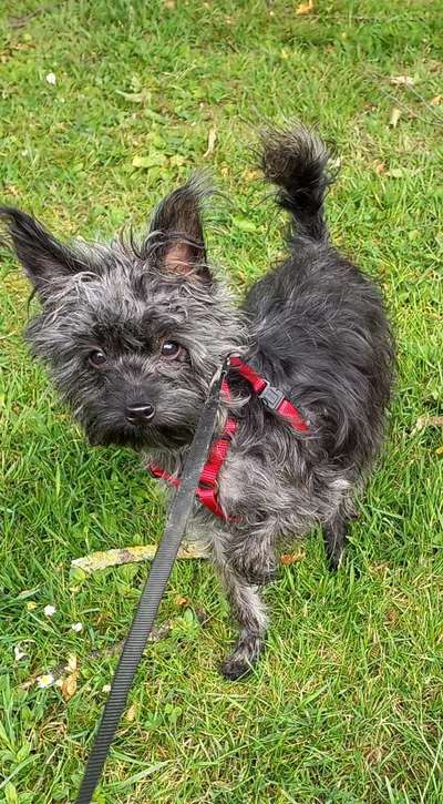 Das erste Bild eures Hundes-Beitrag-Bild