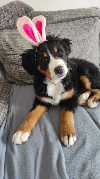 Berner Sennen-Beitrag-Bild