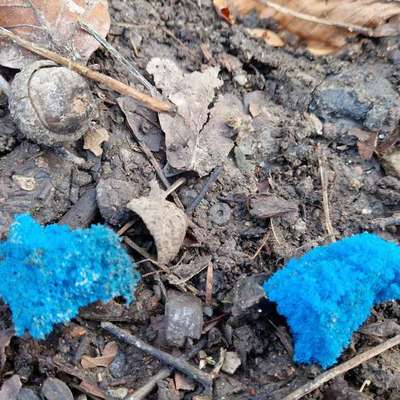 Giftköder-Blaue schwammartige Stücke-Bild