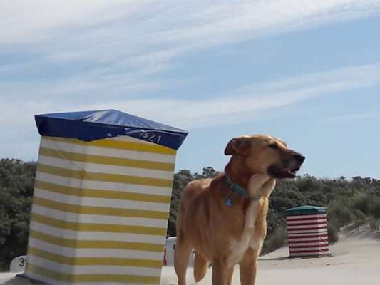 Dogorama Photo Challenge - Tierischer Urlaub-Beitrag-Bild