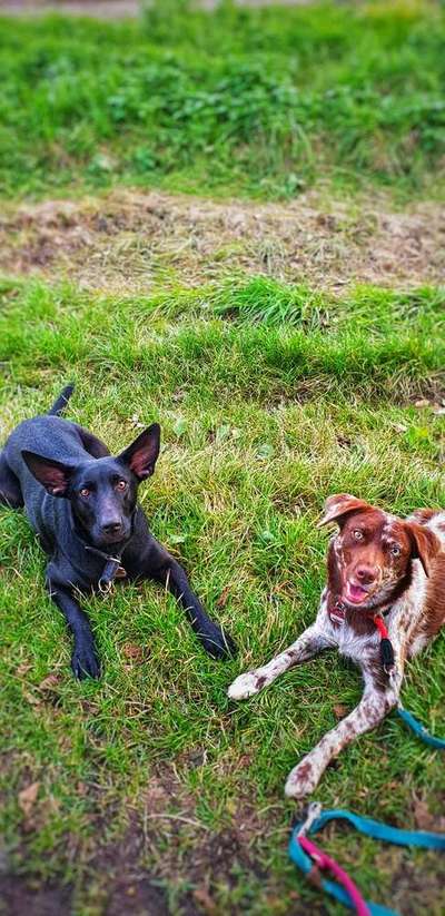 Dein Hund im Dogorama-Kalender 2021-Beitrag-Bild