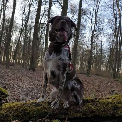 Dein Hund im Dogorama-Kalender 2021-Beitrag-Bild