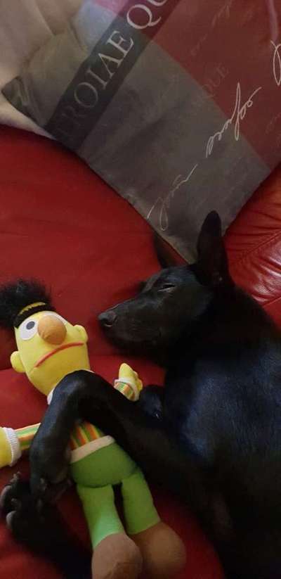 Dein Hund im Dogorama-Kalender 2021-Beitrag-Bild