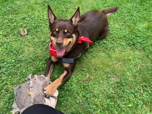 Wer hat einen Kelpie??-Beitrag-Bild