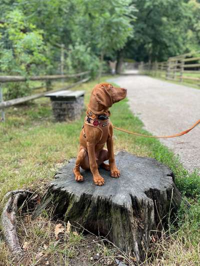 Hundetreffen-Gemeinsame Spieltreffen zum Lernen-Bild
