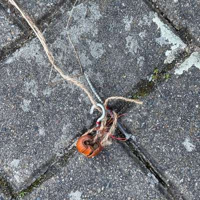 Giftköder-Giftköder-Bild