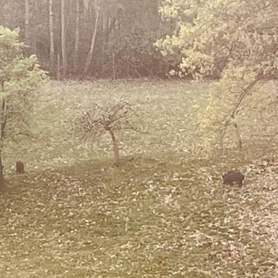 Giftköder-Wildschweine in Obercastrop!!!-Bild