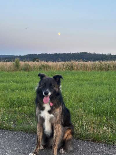 Hundetreffen-Gassi- und Spielrunde-Bild