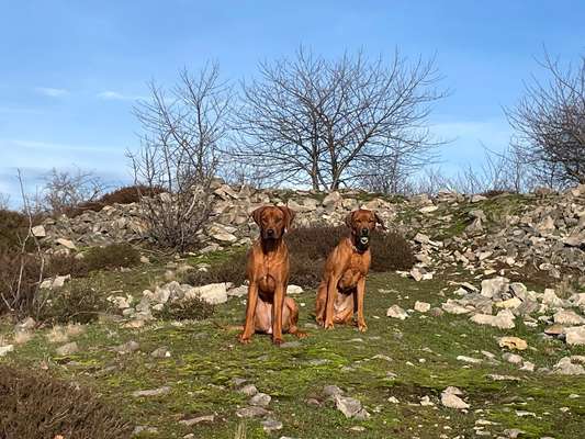 Hundetreffen-Freundliche Gassigesellschaft für den Vormittag gesucht 😊-Bild