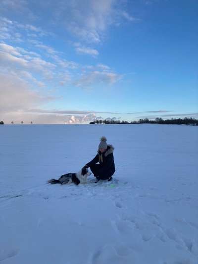 Hundetreffen-Hundekumpel/ine für gelegentliche Gassirunde gesucht-Bild