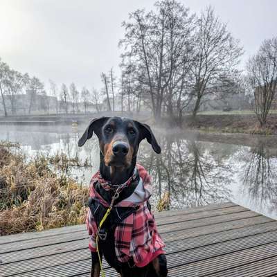 Hundetreffen-Hundebegegnungen üben-Bild