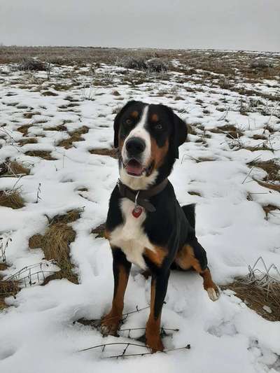 Dogorama Photo Challenge - Es wird nochmal kalt!-Beitrag-Bild