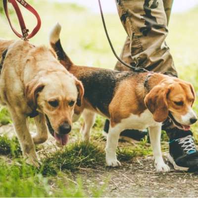 %{de_profession_title} Social Walk %{location} – Dogorama