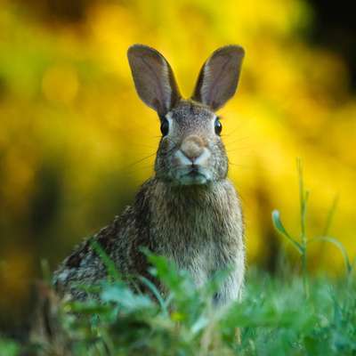 Giftköder-Jagdverhalten kontrollieren-Bild