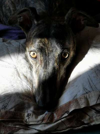 Fotochallange Nr. 57     PORTRÄT.   Beendet!!!!!!!!-Beitrag-Bild