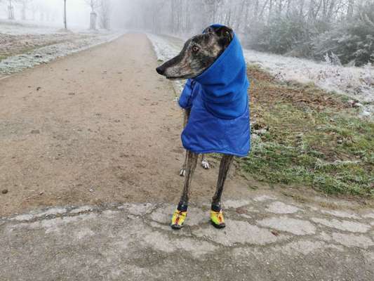 Windhunde - Treffen der besonderen Schönheiten
HERZLICH WILLKOMMEN-Beitrag-Bild