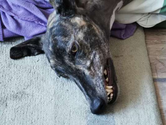 Zeige das lustigste Bild eures Hundis-Beitrag-Bild