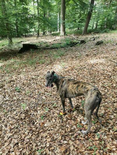 Windhunde - Treffen der besonderen Schönheiten
HERZLICH WILLKOMMEN-Beitrag-Bild