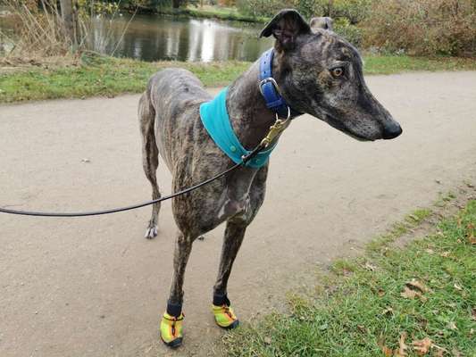 Windhunde - Treffen der besonderen Schönheiten
HERZLICH WILLKOMMEN-Beitrag-Bild