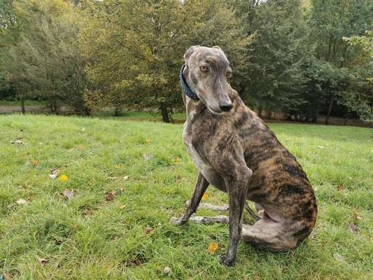 Tierschutzhund ist meine Lieblingsrasse-Beitrag-Bild